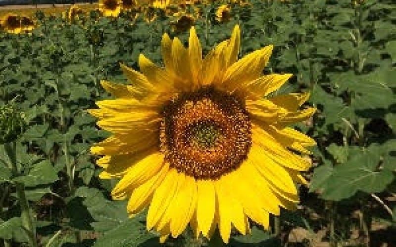 Antioxidant-Rich Formula